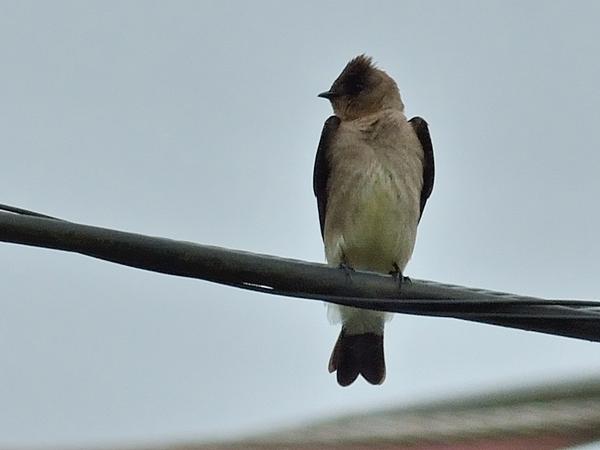 <h3><a href="/trips/salesopolis-2014/biota/animalia/chordata/aves/040 passeriformes/075 hirundinidae/stelgidopteryx ruficollis/stelgidopteryx ruficollis-nl.html">Stelgidopteryx&nbsp;ruficollis</a> / Southern&nbsp;rough‑winged&nbsp;swallow / Zuid‑amerikaanse&nbsp;ruwvleugelzwaluw</h3>NIKON D7100 met AF-S Nikkor 300mm f/2.8G IF-ED VR II, 1/2000 sec  bij F7.1, ISO 320, afstand 19.9&nbsp;m